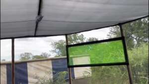 Tremnet Windows allow insects in for bats to hunt