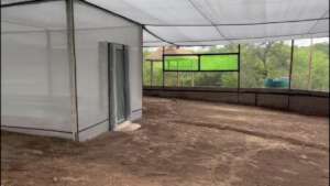 Inside the Free-Tailed Flight Cage