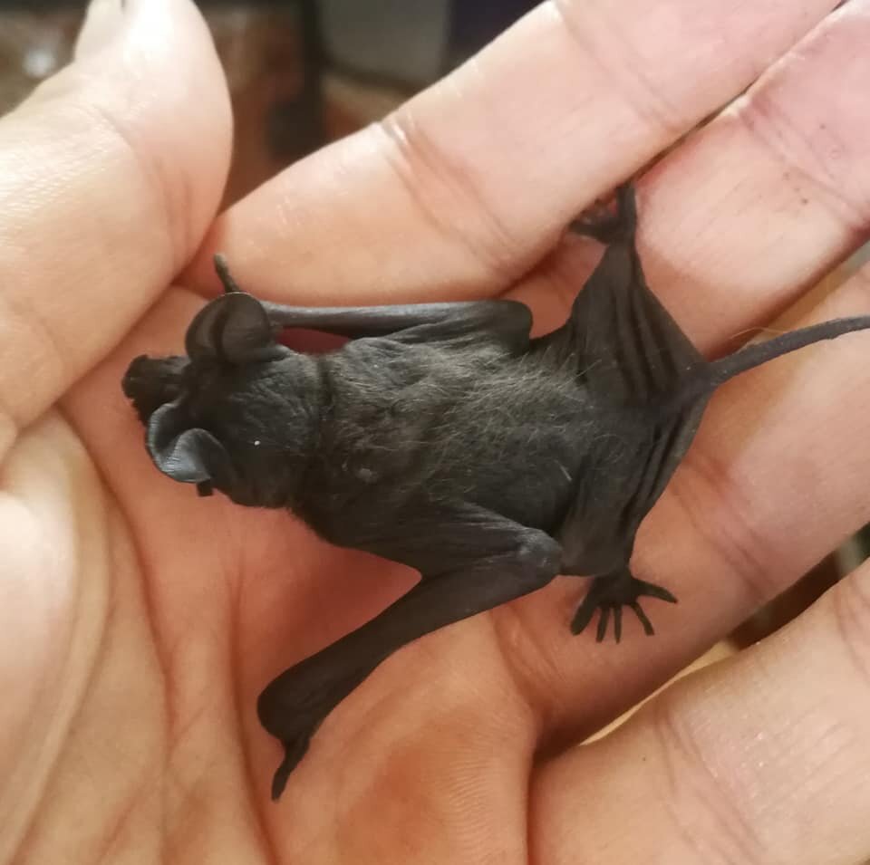 Build SA's 1st Free-Tailed Bat Flight Cage