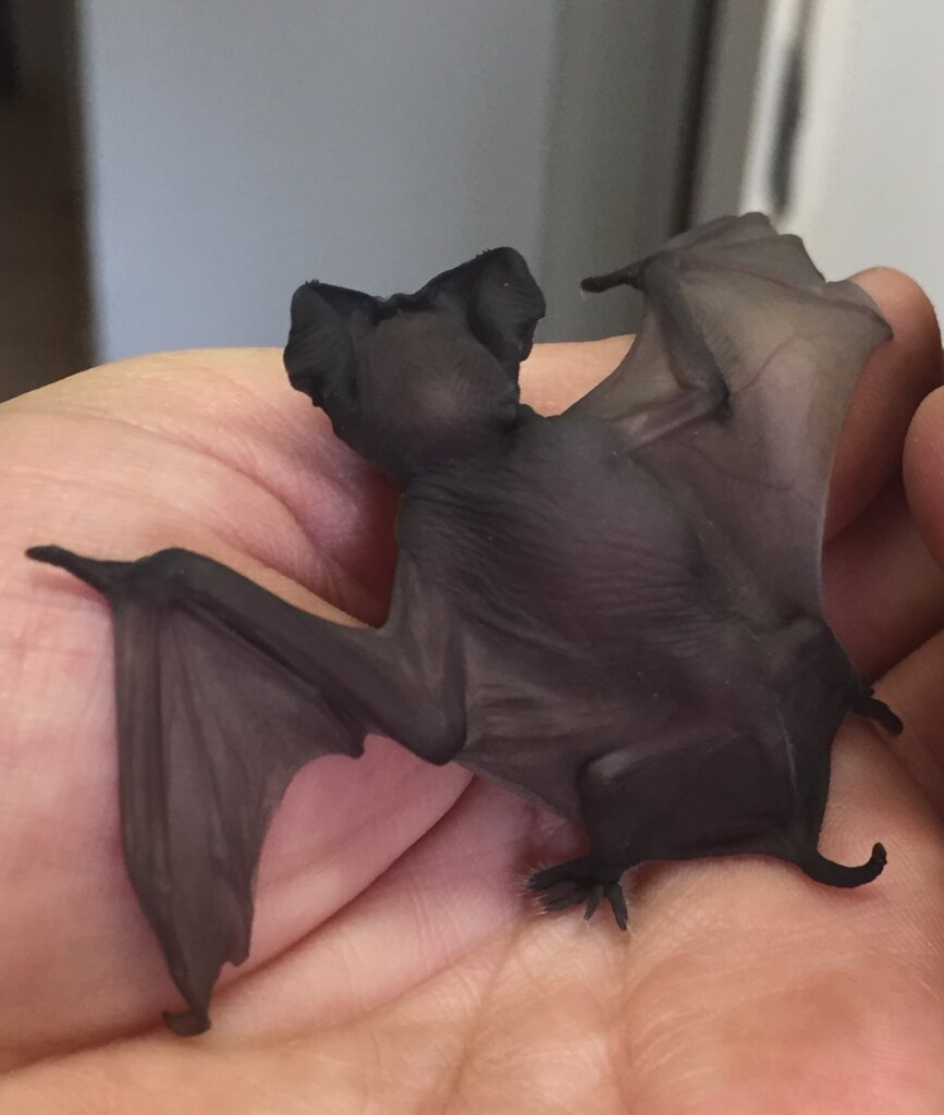 Build SA's 1st Free-Tailed Bat Flight Cage