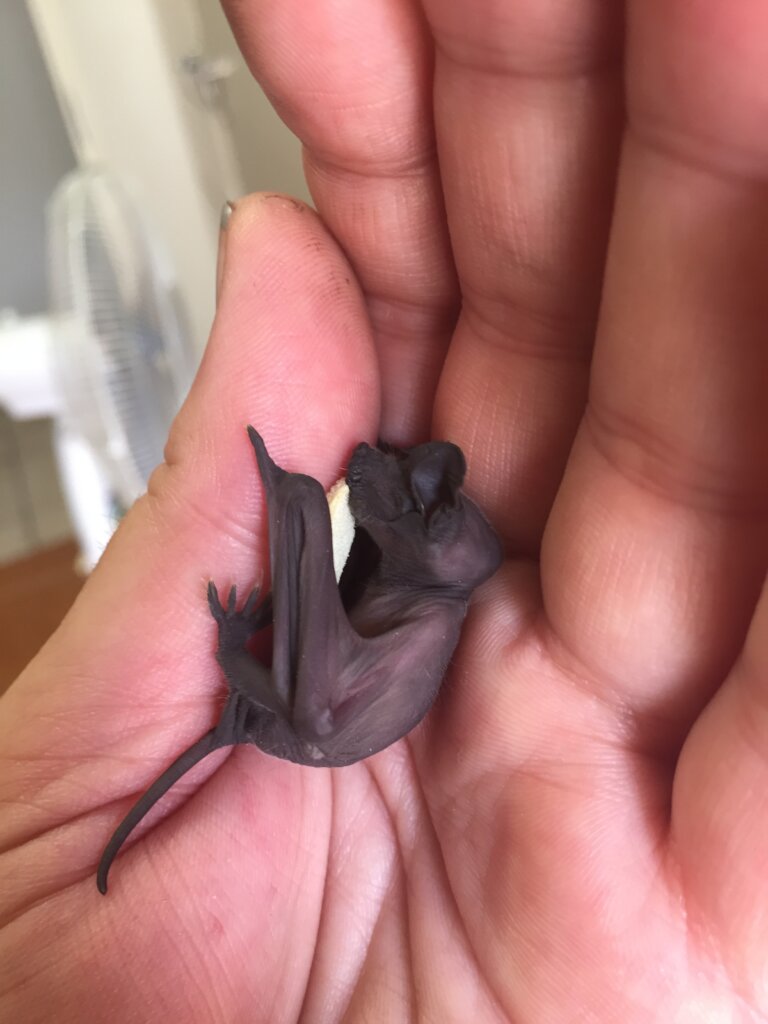 Build SA's 1st Free-Tailed Bat Flight Cage