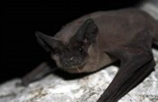 Build SA's 1st Free-Tailed Bat Flight Cage