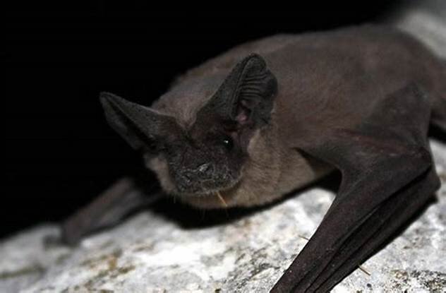 Build SA's 1st Free-Tailed Bat Flight Cage