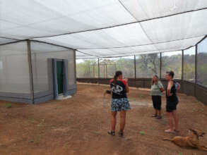 Inside the Free-Tailed Flight Cage