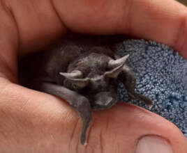 Mike, Angolan Free-Tailed Bat
