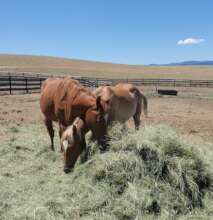 A few of the 230 horses we helped feed and rehome