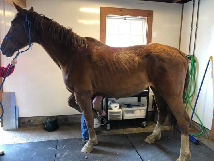 Create Positive, Lasting Change for Horses.
