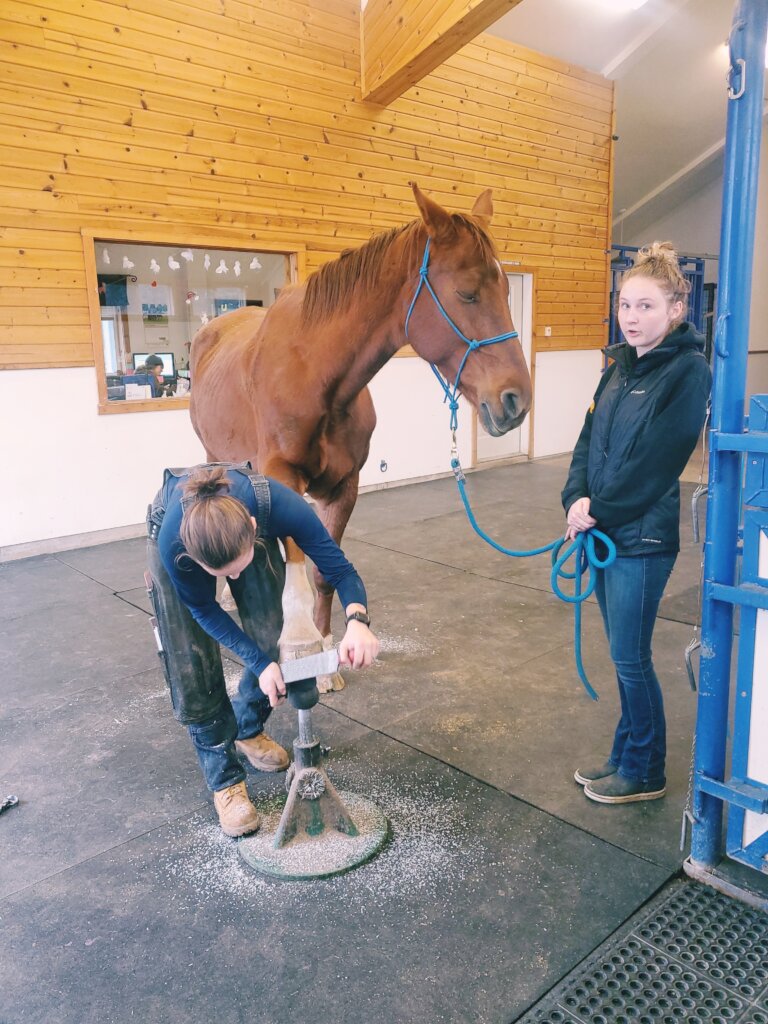 Create Positive, Lasting Change for Horses.