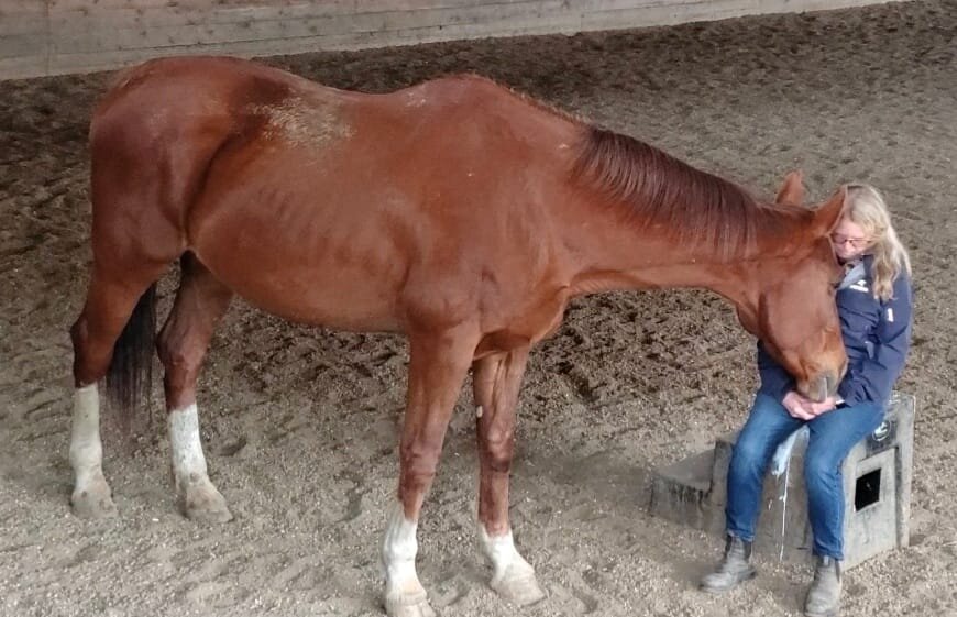 Create Positive, Lasting Change for Horses.