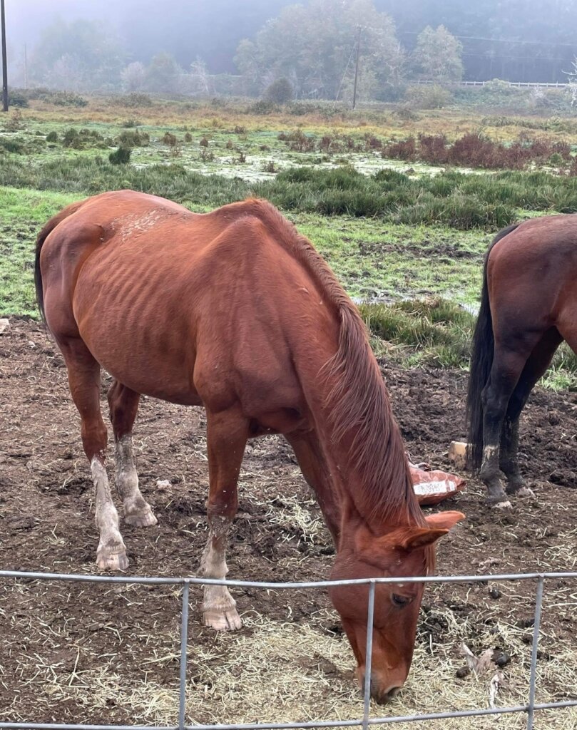 Create Positive, Lasting Change for Horses.