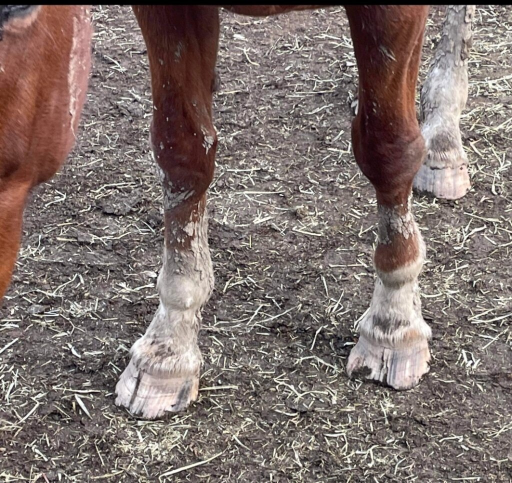 Create Positive, Lasting Change for Horses.