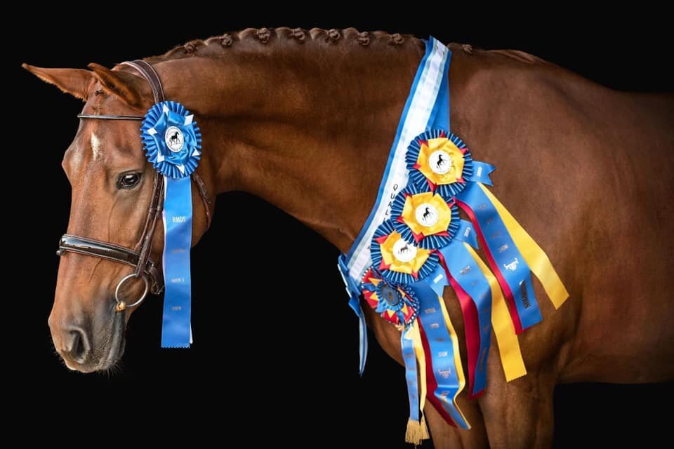 Create Positive, Lasting Change for Horses.