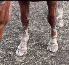 The condition of Viva's feet