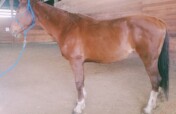 Create Positive, Lasting Change for Horses.
