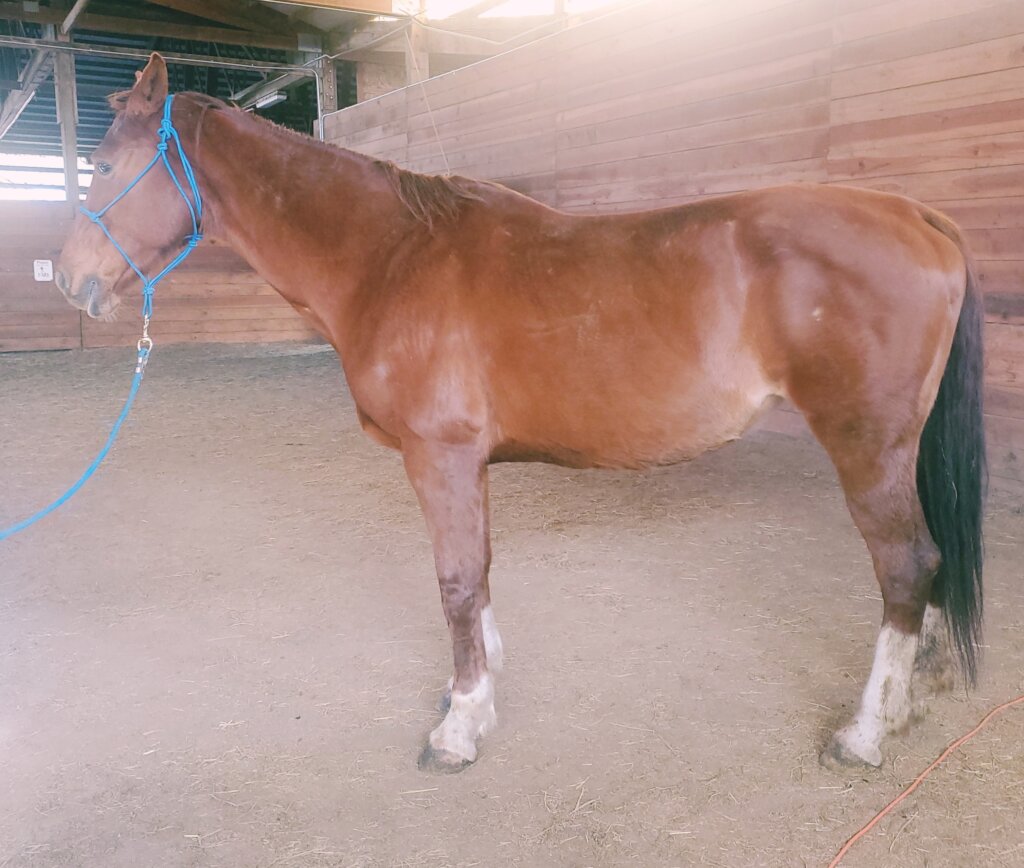 Create Positive, Lasting Change for Horses.