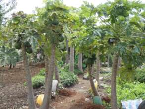 River side after- we love the papaya trees!