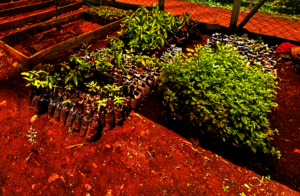 New seedlings for the riverside gardens