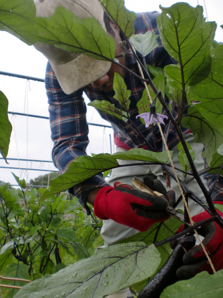 Fundraising to Invite Youth Trainees to Japan