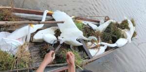Egrets being rescued by authority