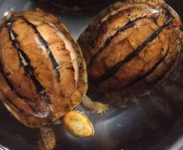 Box turtles rescued from the trade