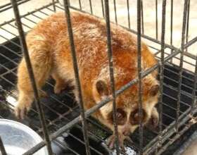 Loris voluntarily transfer by a local resident