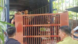 Asiatic black bear transferred in Phuc Tho
