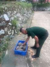 38 elongated tortoises seized in Ho Chi Minh City