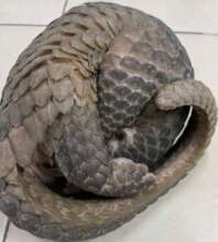 Pangolin rescued from the trade