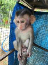 Baby monkey rescued from the trade