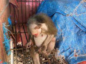Sick macaque rescued by monk