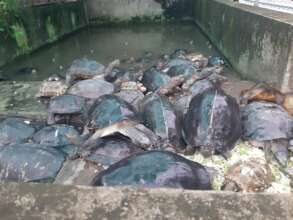 50 giant Asian pond turtles rescued from a temple
