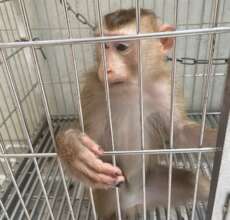 Macaque transferred by owner after 5 years