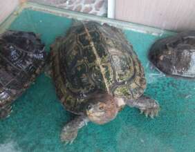 Turtles transferred in Ho Chi Minh City