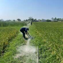 Bird nets seized monthly via ENV crime hotline