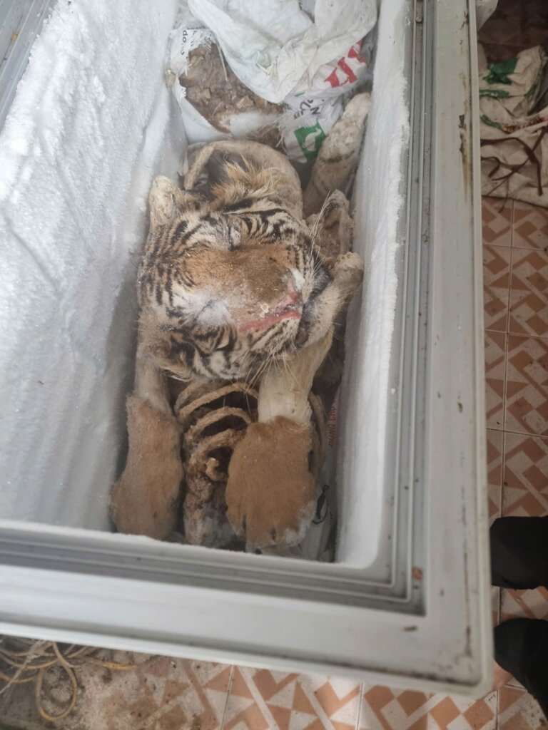 Frozen tiger confiscated in Ninh Binh