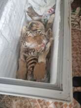 Frozen tiger confiscated in Ninh Binh