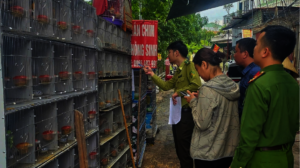 Hundreds of birds seized in Hai Phong