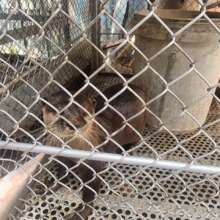 Otter rescued from illegal pet trade