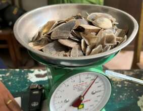 Pangolin scales confiscated