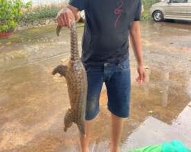 Sunda pangolin confiscated from online seller