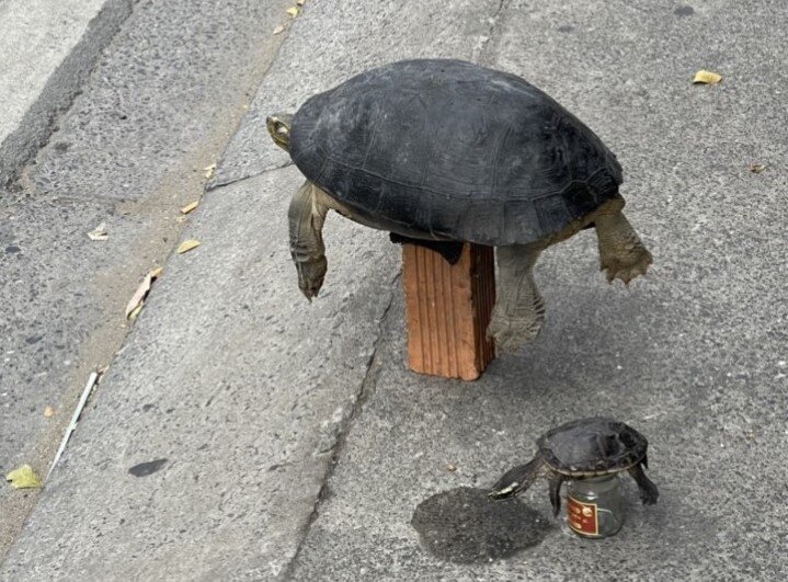 Two turtles transferred in HCMC, February 2022