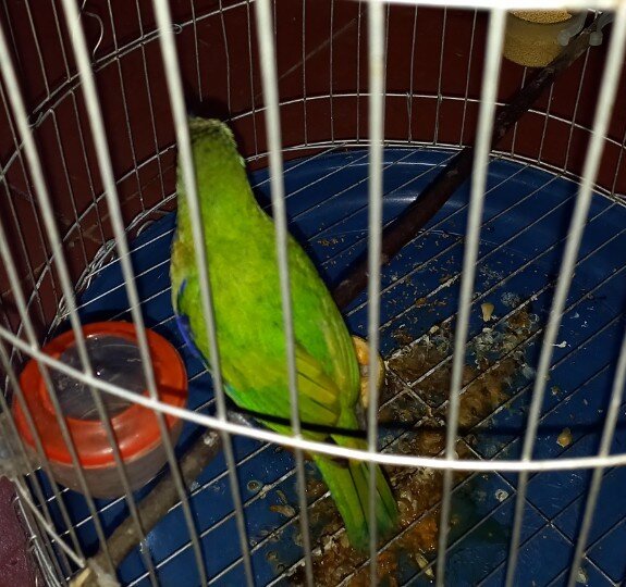Orange-bellied leafbird confiscated January 2022