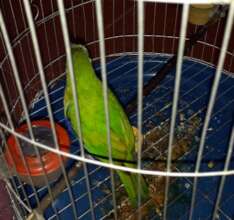 Orange-bellied leafbird confiscated January 2022