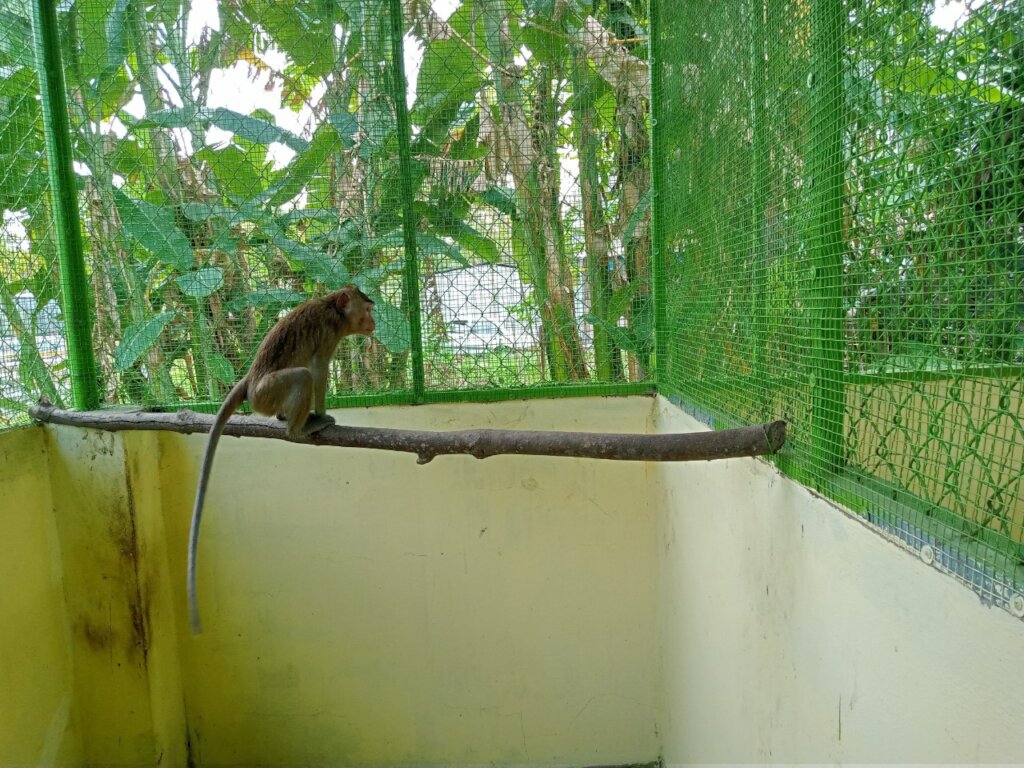 Macaque confiscated from a cafe, February 2022