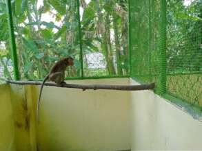 Macaque confiscated from a cafe, February 2022