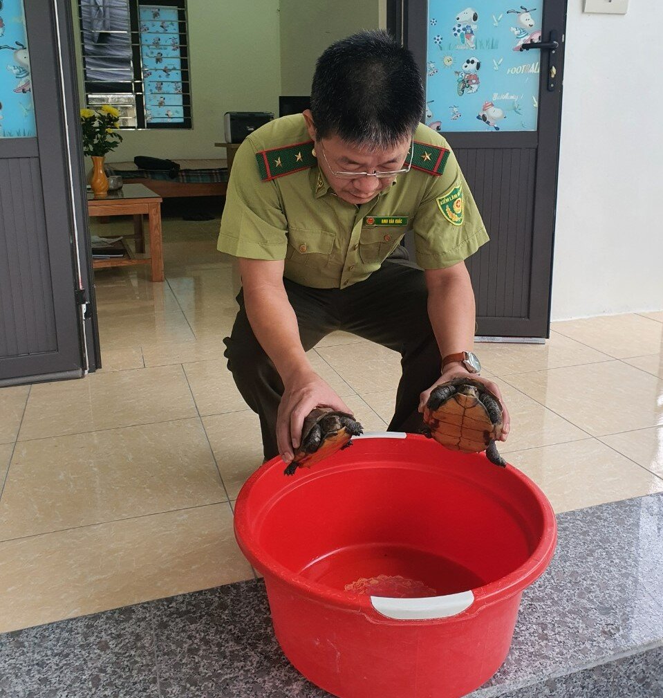Keeled box turtles confiscated, Oct 2022