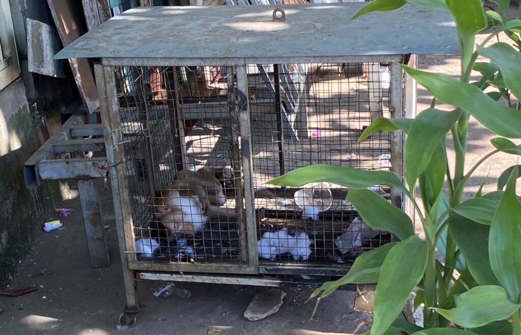 Macaque confiscated from a house, Dec 2022