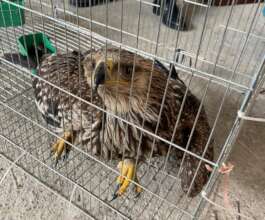 Eagle confiscated, Dec 2022