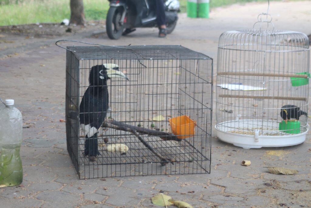 Hornbill confiscated from street seller, Dec 2022