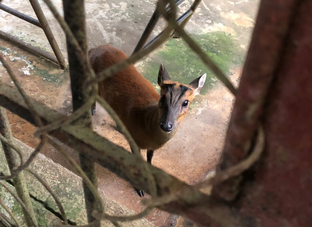 Red muntjac transferred to national park